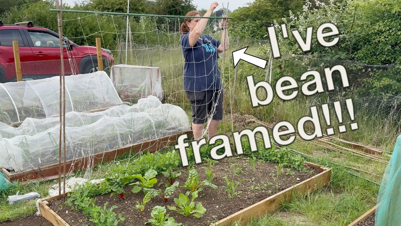 Planting out tomato, squash & bean plants | Building a pea frame & pruning my grapevine