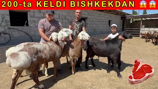 BISHKEKDAN 200-Bosh YEMLASHGA TAYYOR QOCHQORLAR KELDI 90-700-94-94   91-125-62-62