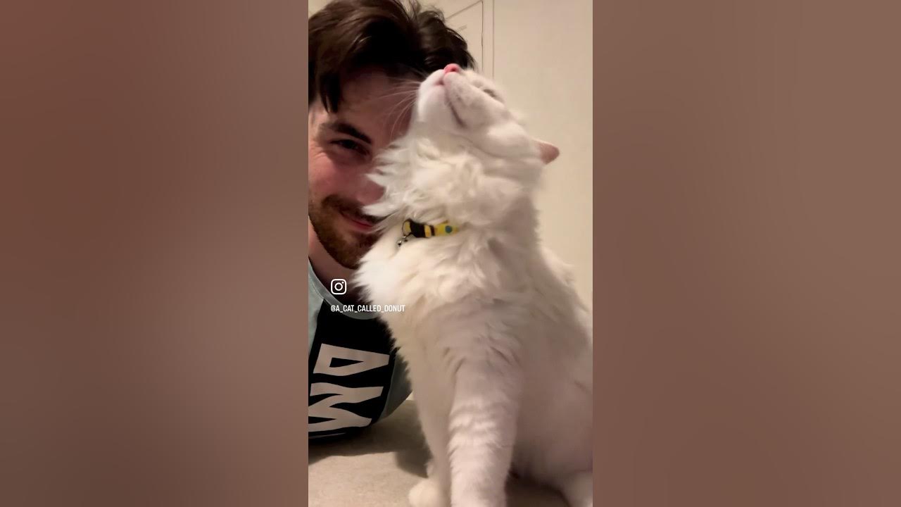 Cat snuggles with Donut 😭 why do cats love to nuzzle? 😍🐱cats catlove