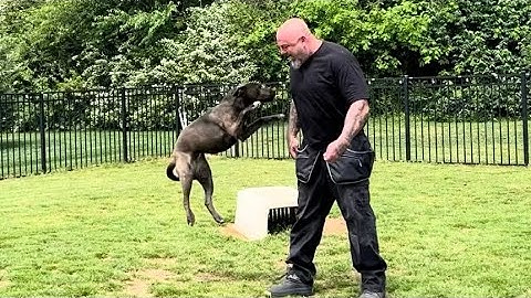 Teaching foster dog where the heel position is ￼