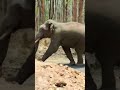 How Fast Can An Elephant Run 