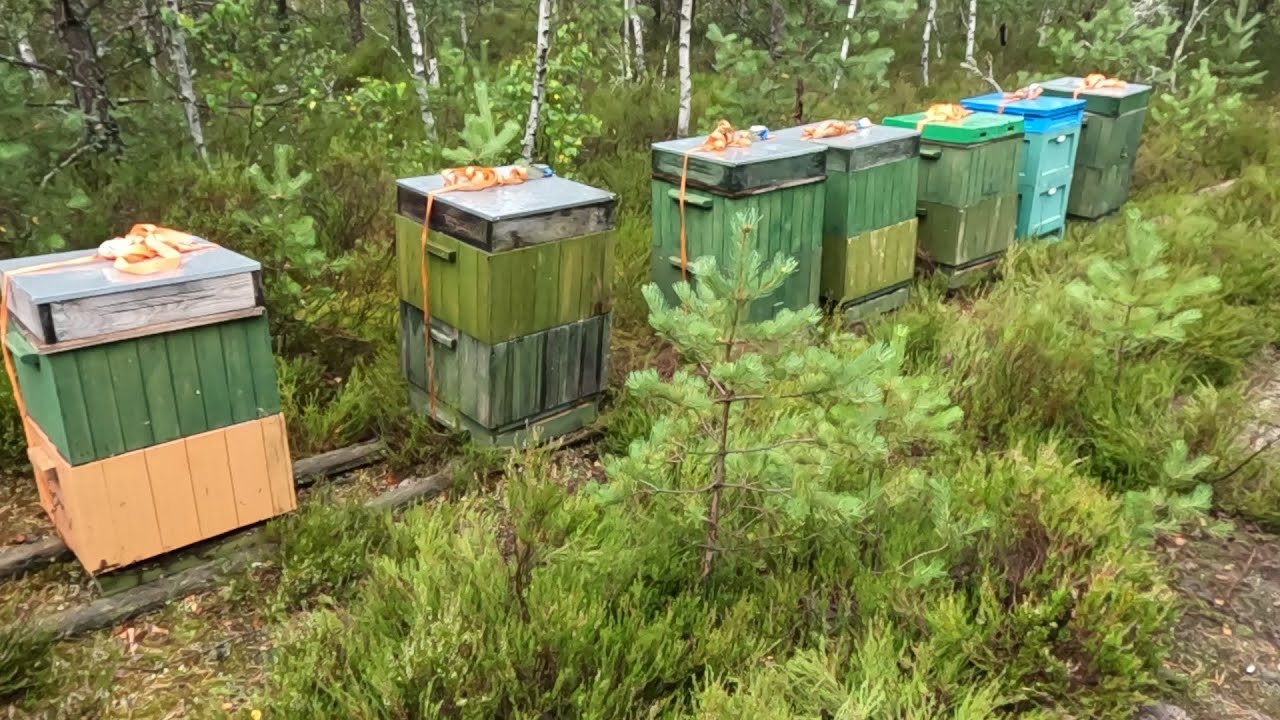 Pszczoły w lesie na wrzosowisku