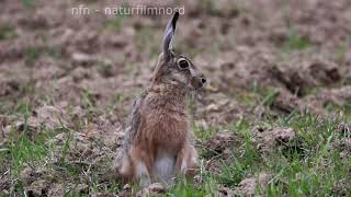 Tysk Hare? - Ein Deutscher in Schweden??