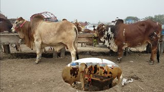 Lahore Cow Mandi Eid Kay Bad Mandi Mein Bachron Kay Rates Latest Update || Business Talks Urdu ||