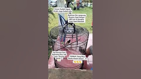 #kicaumania #mangkicauoffecial #kicaumanianusantara #burungkicaudialamliar #burungkicau