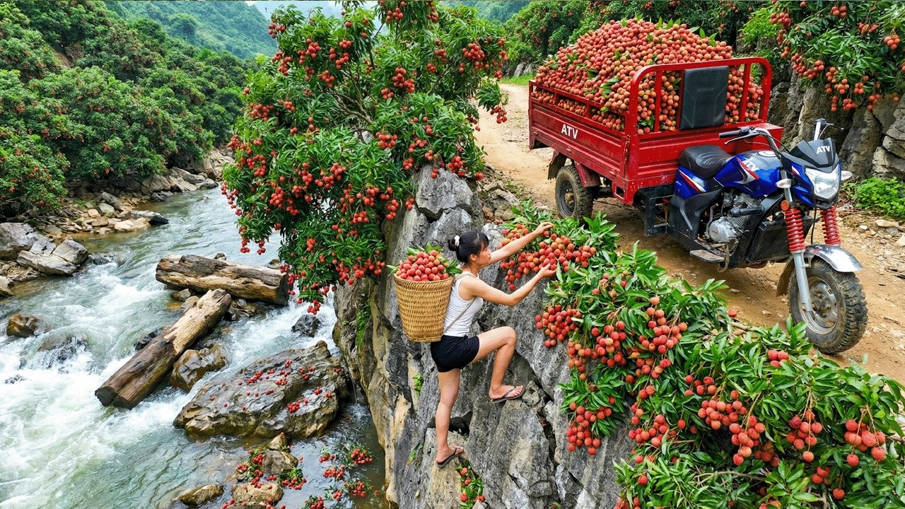 Using a four wheeled vehicle to harvest 300kg of lychees in the garden | Rural Life
