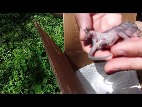 How to rescue a Baby squirrel