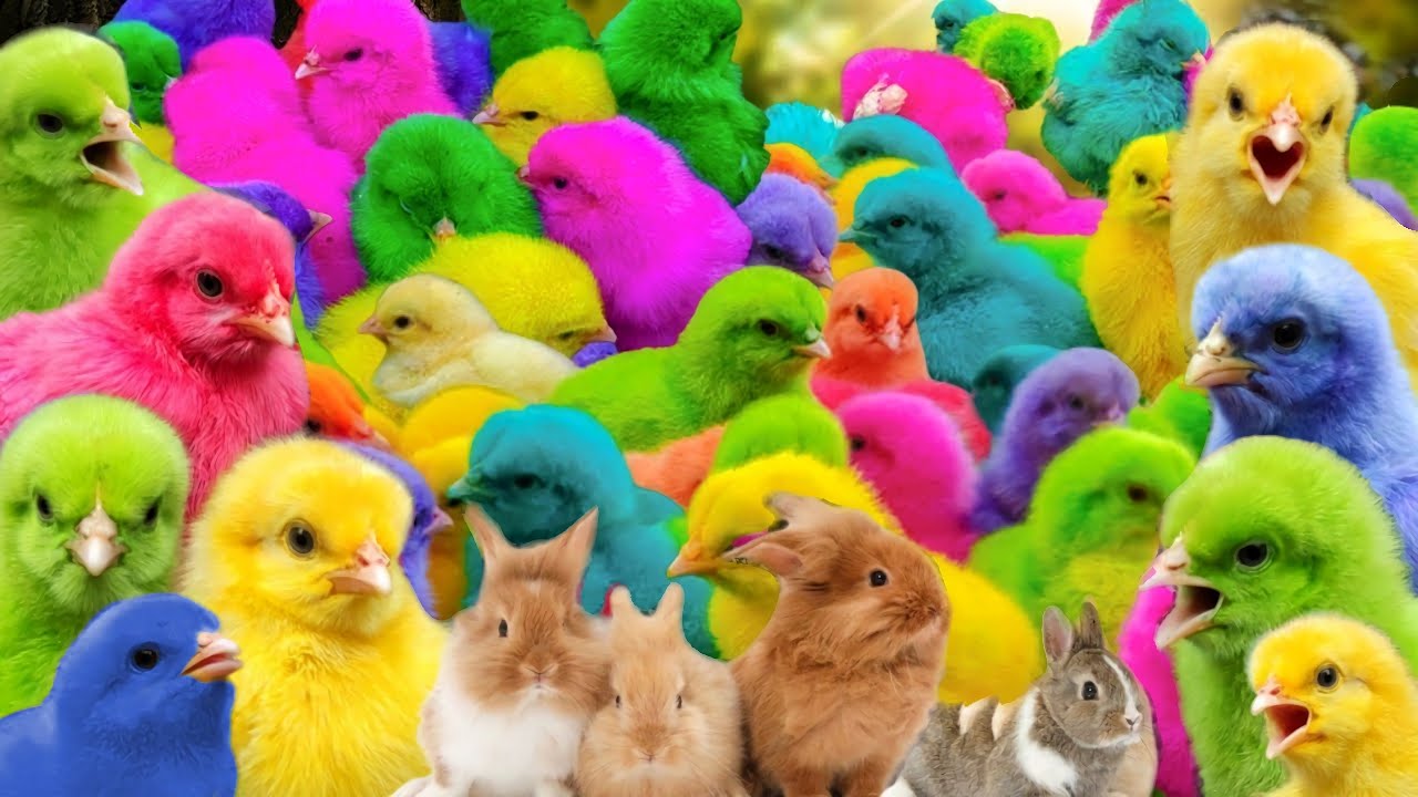 Catch Cute Chickens, Colourful chickens, Rainbow Chicken, Rabbits, Cute ...