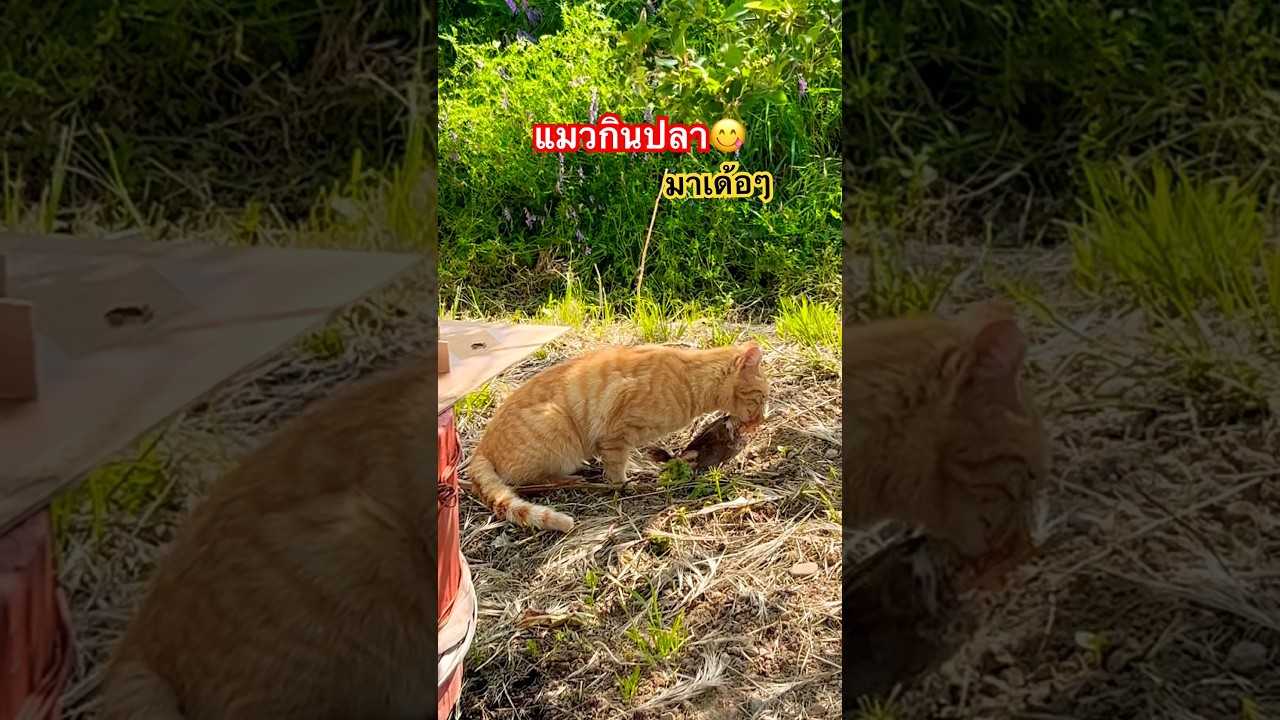 ตัวกินปลา #มาเด้อกินข้าว #แมว #cat #ทาสแมว #kitty #cutecat #pets
