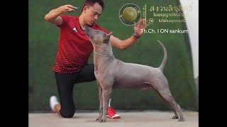 สุนัขไทยหลังอาน สีกลีบบัว