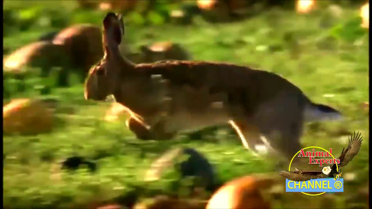Most epic Goshaw Hunting Jack Rabbit Attack moments in HD720p YouTube