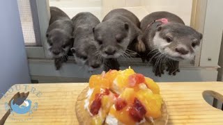 Otter Becomes Bunny Girl for Birthday Cake!