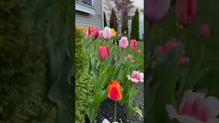 Download Lagu Rita Sugiarto - Bara cinta MP3