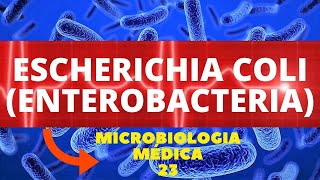 ESCHERICHIA COLI (ENTEROBACTERIA) - MICROBIOLOGIA MÉDICA - AULA 23