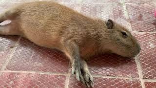 Pocho the friendly Capybara returns!