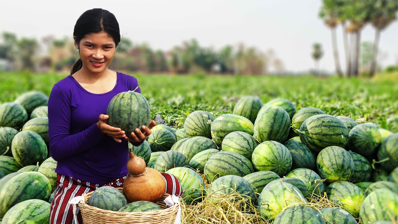Amazing Watermelon Farm ! Harvested Watermelon From Natural Farm For