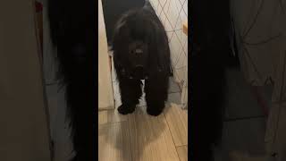 Newfoundland dog Phantom Blue tries to sneak into mommy’s kitchen