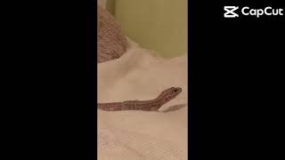 Welcome to my Channel I will be posting about my leopard gecko maple