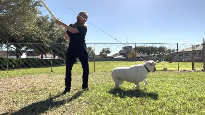 Flirt Pole with Bear