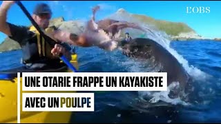 Une otarie frappe un kayakiste avec un poulpe