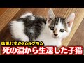 獣医師にも覚悟する様にと言われた子猫