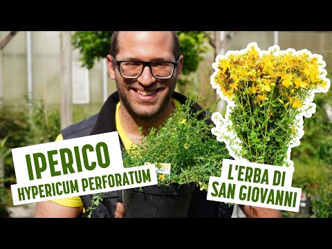 Video: Coltivare erba di erba di San Giovanni - Usi e coltivazione della pianta di erba di San Giovanni