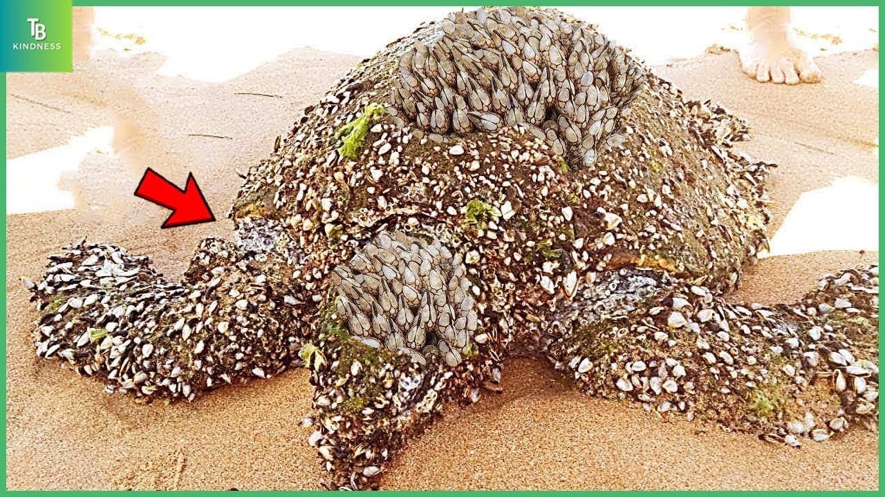 Animals That Asked People for Help & Kindness! Helping Sea Turtles Remove Barnacles #52