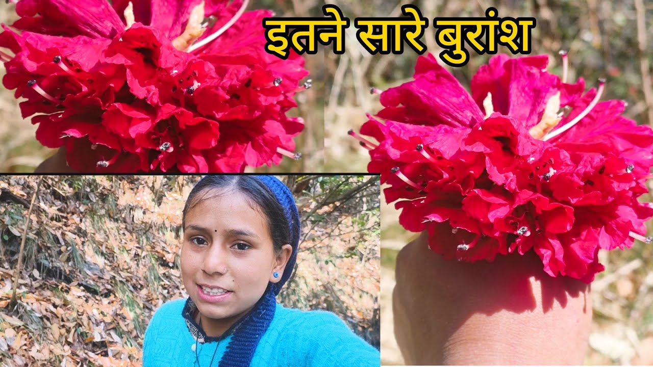 जंगलों में हो रखे हैं इतने सारे बुरांश।इतने सारे बुरांश।।@sunainasunaina1842 ।।