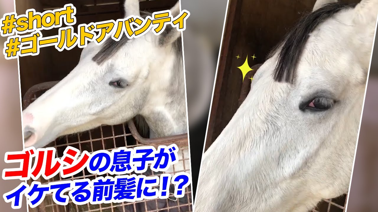 前髪をバツンッ と散髪したゴールドシップの息子が 寝起きだった為突撃した結果 Youtube