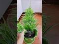 Spider plants flowers in mini pots #shorts #garden #plants #viralvideo