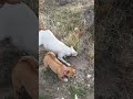 What's in the hole?  A Coyote last time!