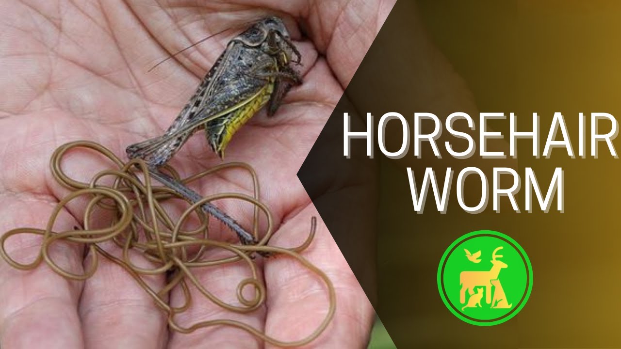 Creepy Crawlies Watch a Horsehair Worm Slither Out of Its Host! YouTube