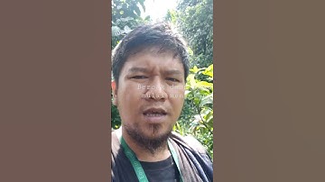 lihat kebun jahe merah #jahemerah #pemuda #tanimuda #ginger #redginger #bercakdaun