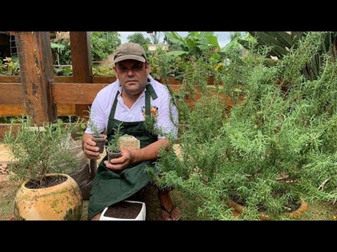 Vídeo: Rejuvenescimento de plantas de alecrim - Como rejuvenescer um arbusto de alecrim
