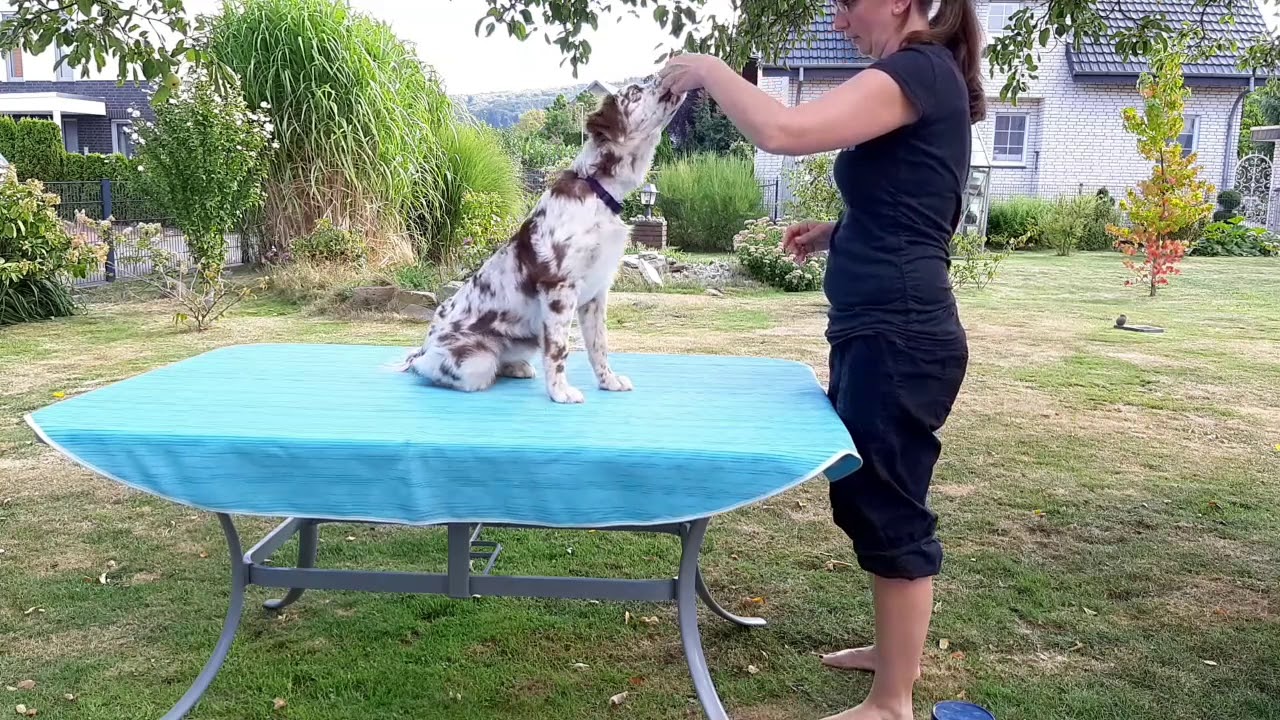 Professionelle Tierarzt-Unterlage Weiß – 75 Cm X 50 Cm (1/4 Meter), Für Hunde, Welpen & Untersuchungen