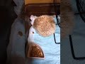 ハリネズミは初めての匂いを身体に付ける習性があります(アンティング)でもへたくそでかわいい