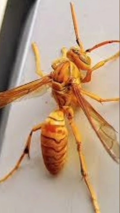 Bhir K Katne Ka Ilaj How To Treat Wasp Sting Tamoori K Katne Ka bhir-k-katne-ka-ilaj-how-to-treat-wasp-sting-tamoori-k-katne-ka