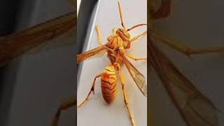 Bhir K Katne Ka Ilaj | How to Treat Wasp Sting | Tamoori K Katne Ka Ilaj | Poondi K Katne Ka Ilaj