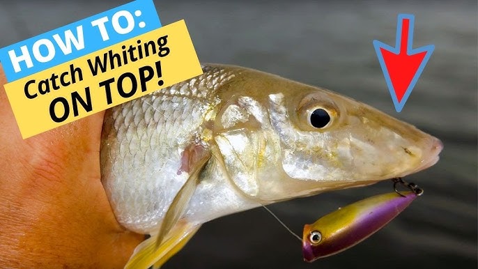 How to catch Whiting on Surface Lures *FULL GUIDE* - technique, areas,  gear, lures (Tackle Talk 2) 