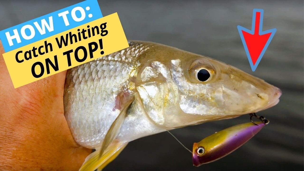 HOW-TO: Catch Whiting On Surface Lures While Wading 