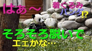 【パンダ】PANDA  成都パンダ基地　夏は暑いデ  着ぐるみパンダ♪