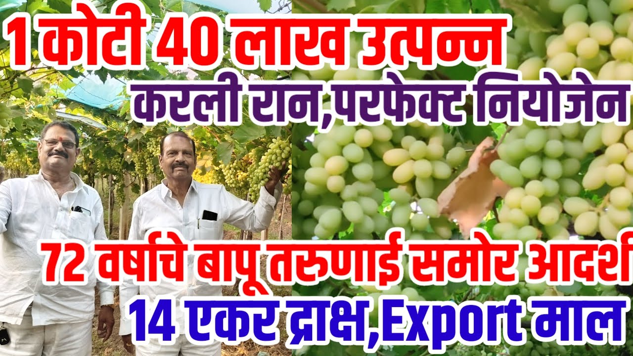 द्राक्ष_शेती,72 व्या वर्षी बापूंनी 14 एकरात कामाविले 1 कोटी 40 लाख,करली माती,Export माल,3 वाण,Grapes