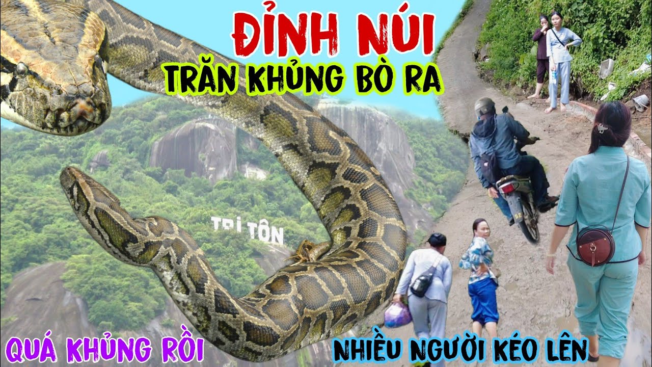 Nhiều Người Ùn Ùn Mạo Hiểm Leo Lên Đỉnh Núi Phụng Hoàng Sơn Xem Trăn Khủng Từ Hang Bò Ra