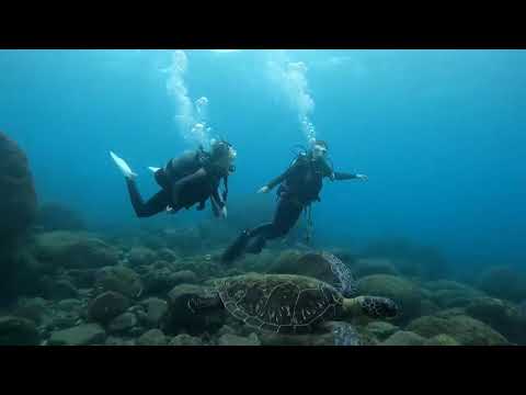 伊豆大島　王の浜　アオウミガメと遭遇！