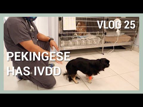 Video: Denna sjukdom påverkar 80% av Pekingeses. Lider din elev tyst?