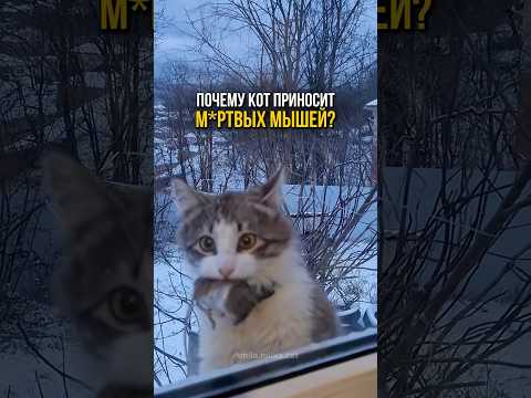 Почему кот приносит вам мышей и птиц?🐱🐁