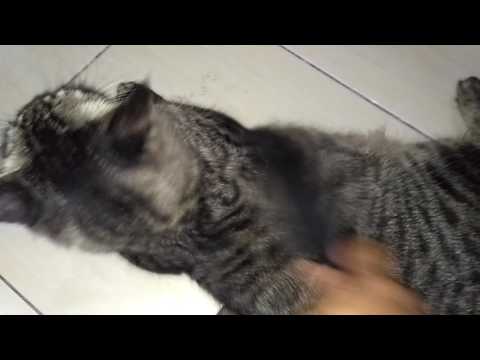 Kucing anggora jumbo umur 1 tahun si edo namanya