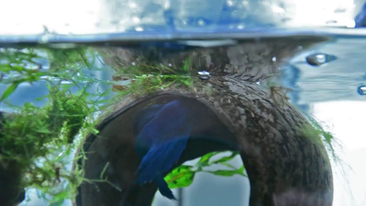 Underwater bubble nest YouTube