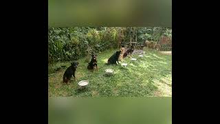 Trained & Disciplined Dogs in the World! | dogs eating food with discipline - Lesson for humans