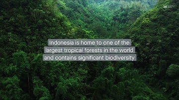 Far from in decline: the density of plant life in Indonesia has been flourishing the last 20 years